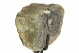 Fossil Ornithischian Dinosaur Vertebra with Metal Stand - Colorado #354322-2